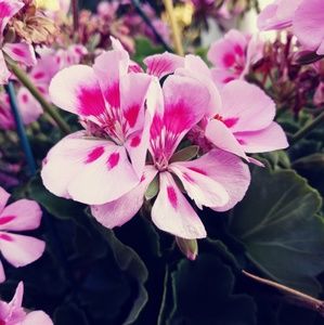 Meet your Posher, Isabella